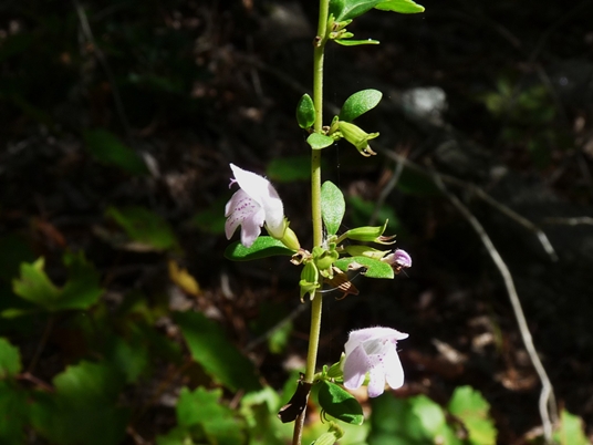 {Clinopodium georgianum}